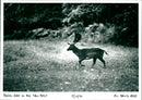 Deer - Vintage Photograph
