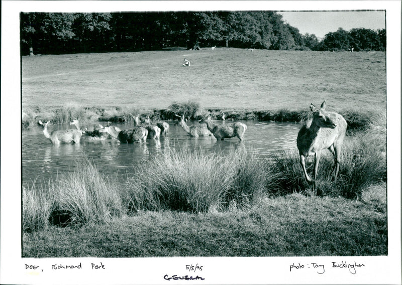 Deer - Vintage Photograph
