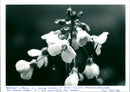 Flower - Vintage Photograph
