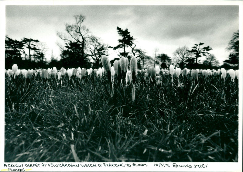 Flowers - Vintage Photograph