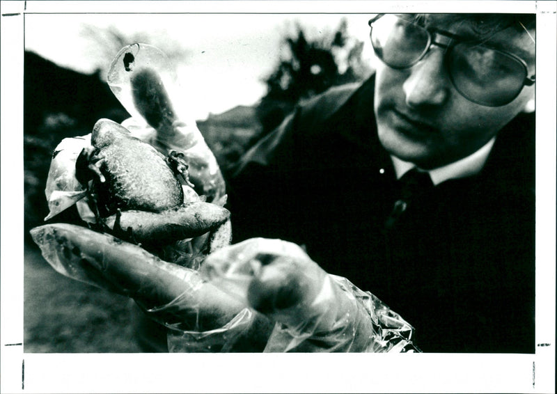 Frog - Vintage Photograph