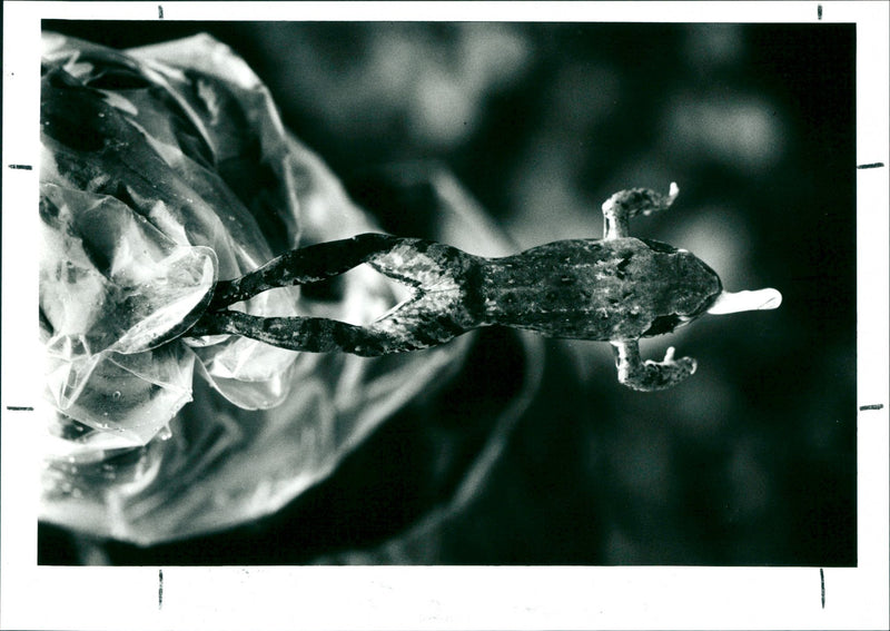 Frog - Vintage Photograph