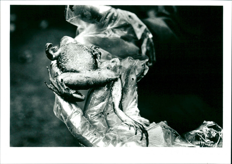 Frog - Vintage Photograph