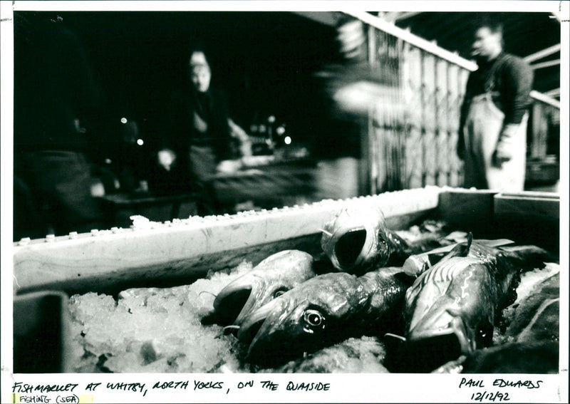 Fishing (sea) - Vintage Photograph