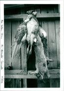 Rabbit Hunting - Vintage Photograph
