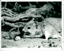 Field Mouse - Vintage Photograph