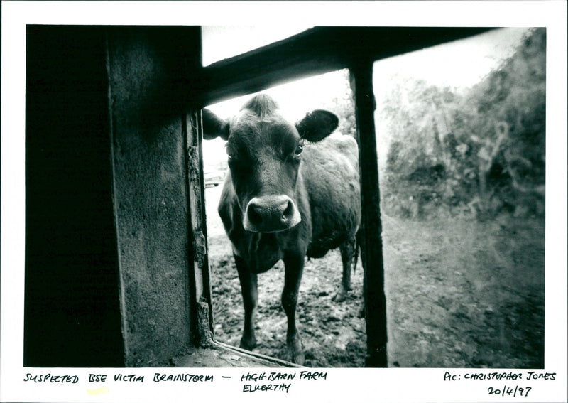 BSE - Vintage Photograph