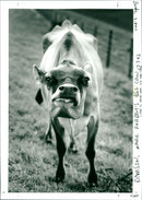 BSE - Vintage Photograph