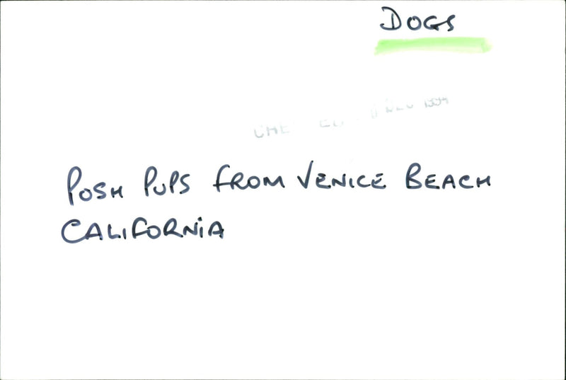 Dogs - Vintage Photograph