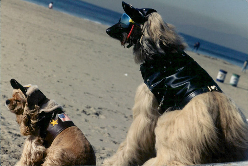 Dogs - Vintage Photograph