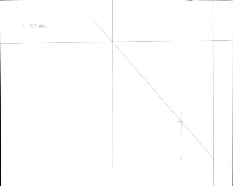 Dogs - Vintage Photograph