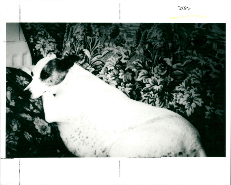 Dogs - Vintage Photograph