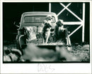 Dogs - Vintage Photograph