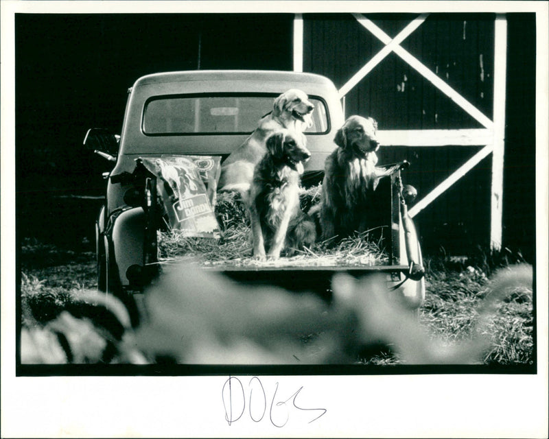 Dogs - Vintage Photograph