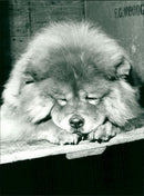 Dogs - Vintage Photograph