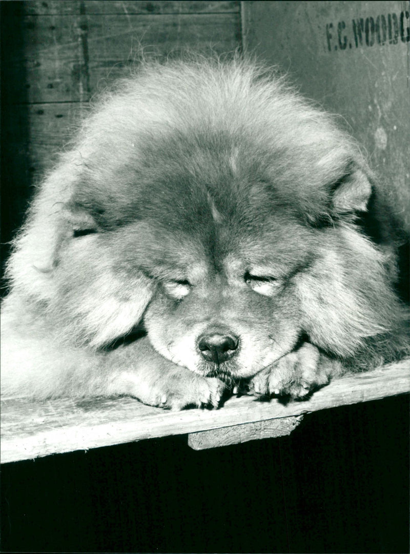 Dogs - Vintage Photograph