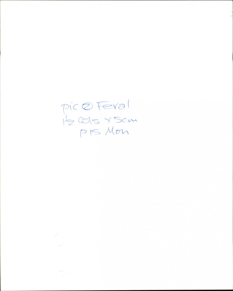 Dog - Vintage Photograph