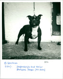 Dog - Vintage Photograph