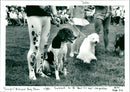 Dog - Vintage Photograph