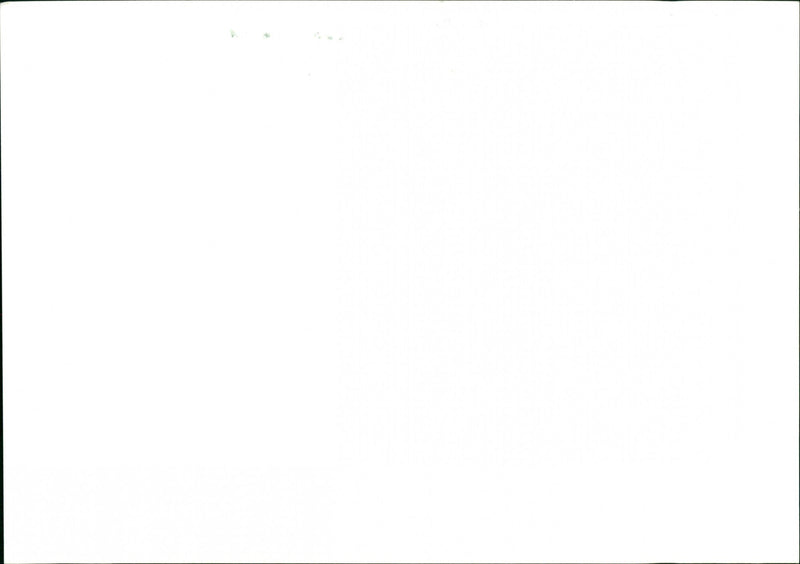 Dogs - Vintage Photograph