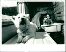 Dogs - Vintage Photograph