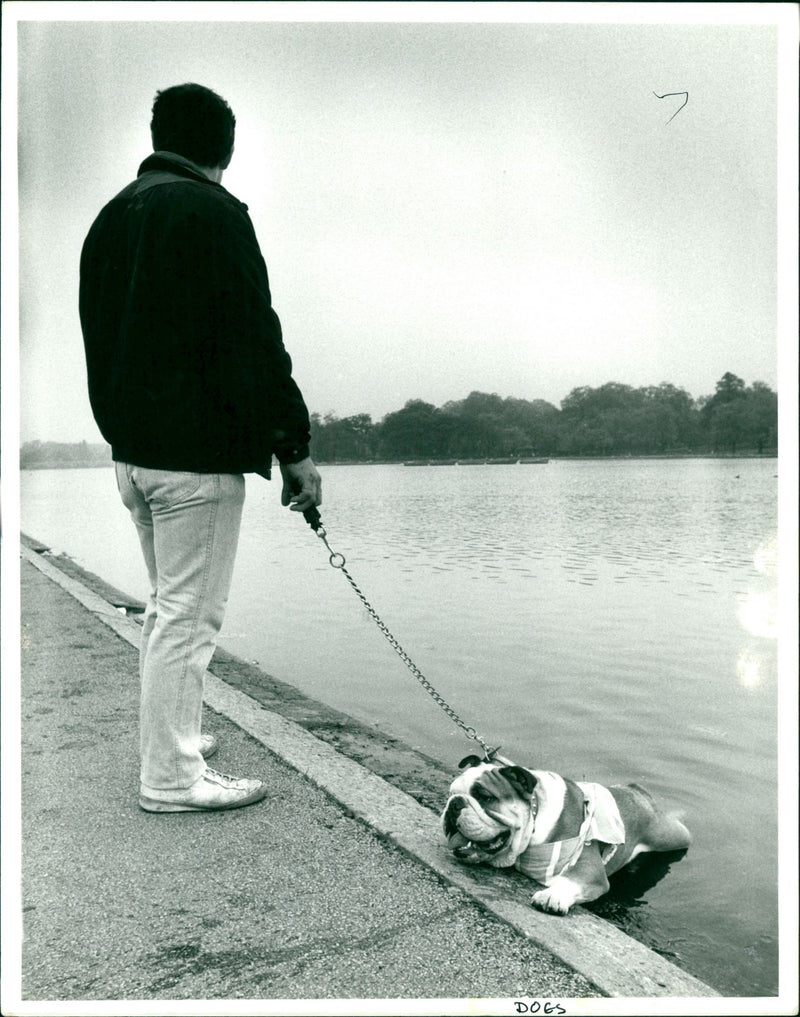 Dog - Vintage Photograph
