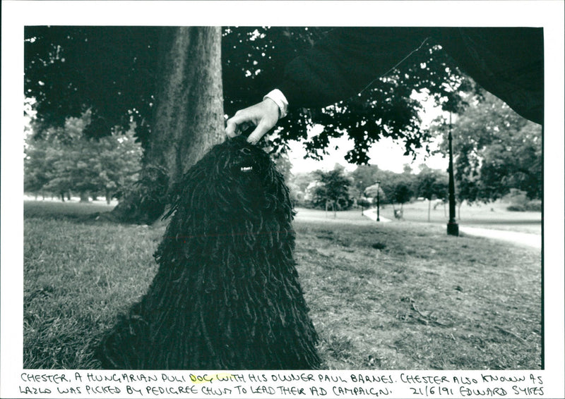 Dog - Vintage Photograph