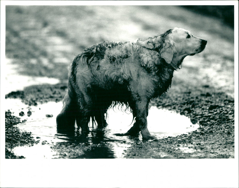 Dogs - Vintage Photograph