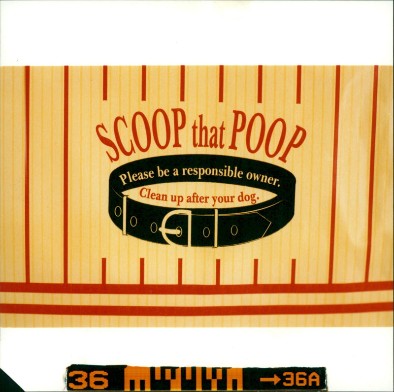 Dogs - Vintage Photograph