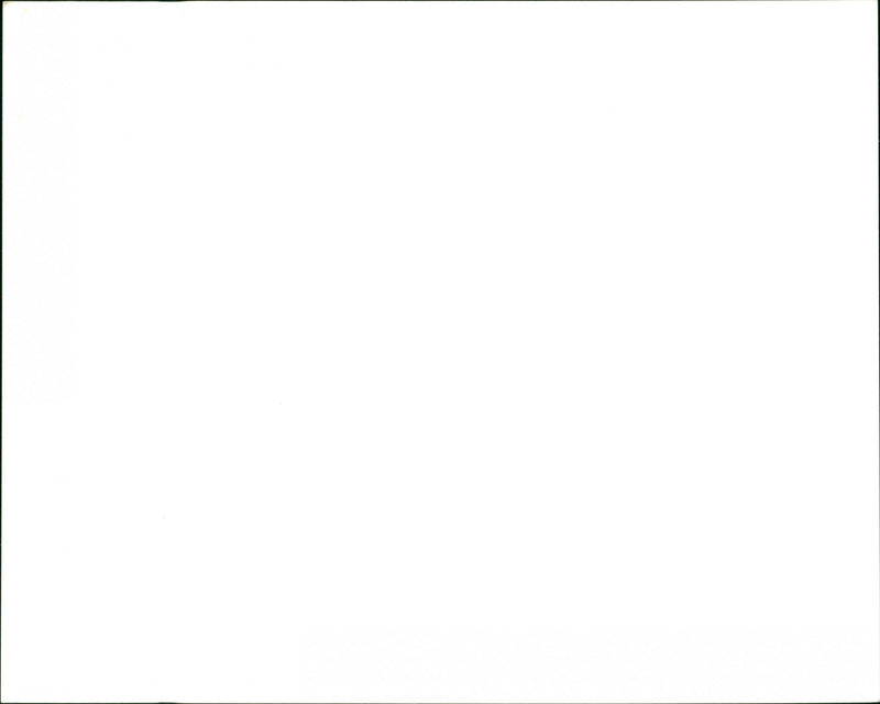 Dogs - Vintage Photograph