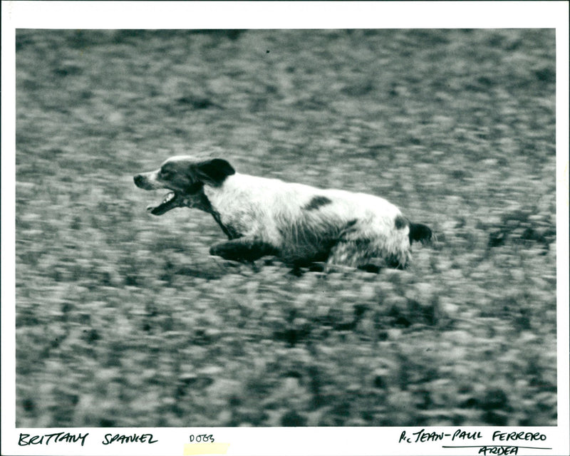 Dogs - Vintage Photograph