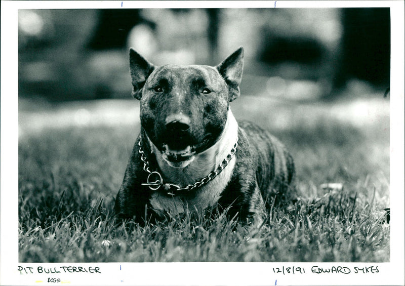 Dogs - Vintage Photograph