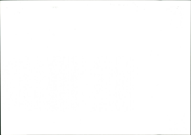 Dogs - Vintage Photograph