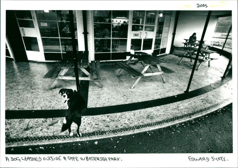 Dogs - Vintage Photograph