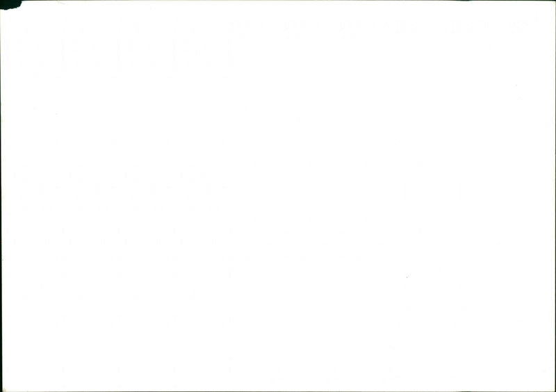 Dogs - Vintage Photograph