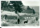 Dogs - Vintage Photograph