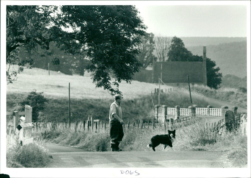 Dogs - Vintage Photograph