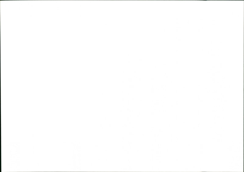 Dogs - Vintage Photograph