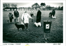 Dogs - Vintage Photograph