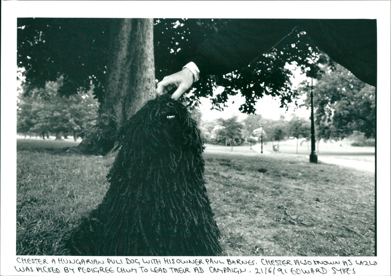 Dogs - Vintage Photograph