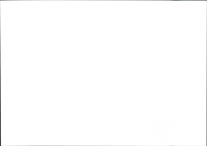 Dogs - Vintage Photograph