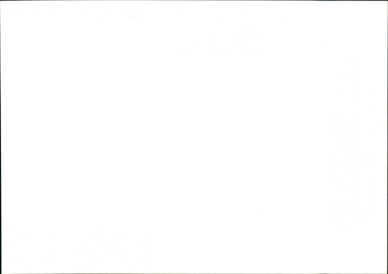 Dogs - Vintage Photograph