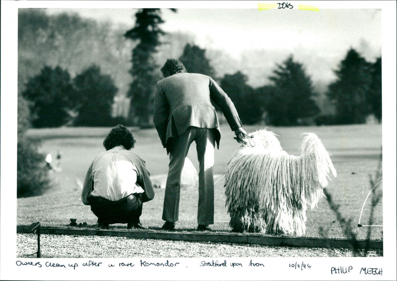 Dogs - Vintage Photograph