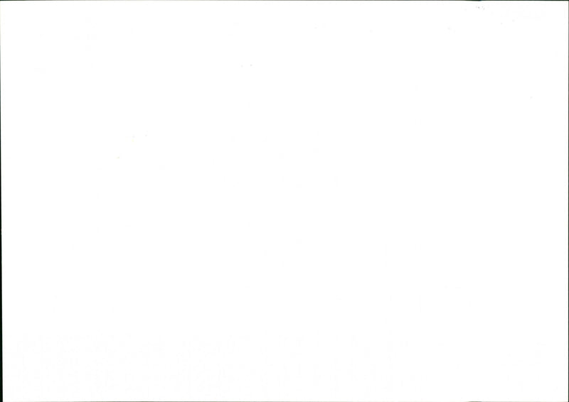 Dogs - Vintage Photograph