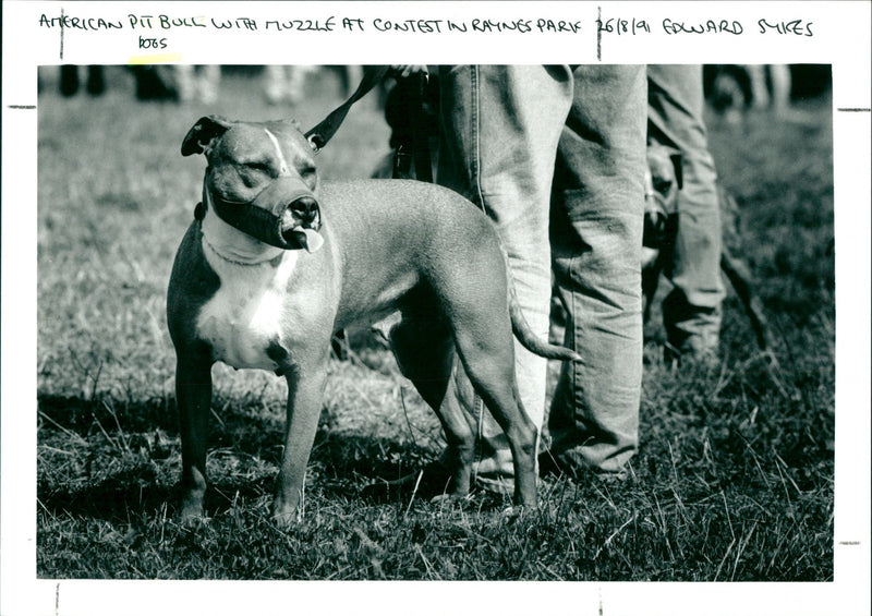 Dogs - Vintage Photograph