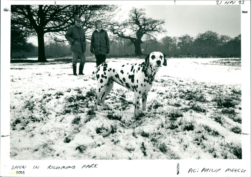 Dogs - Vintage Photograph