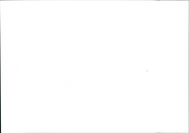 Dogs - Vintage Photograph