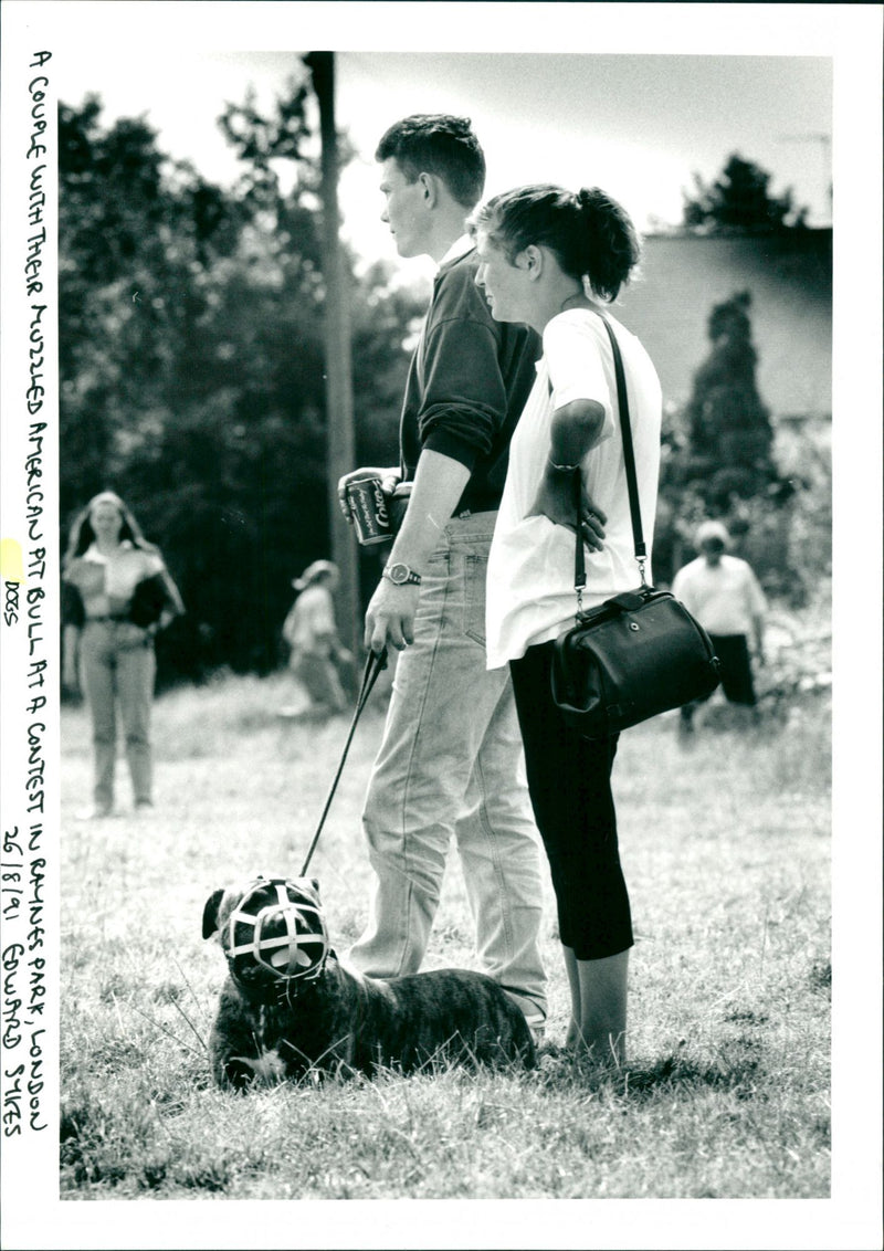 Dogs - Vintage Photograph