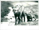 Dogs - Vintage Photograph
