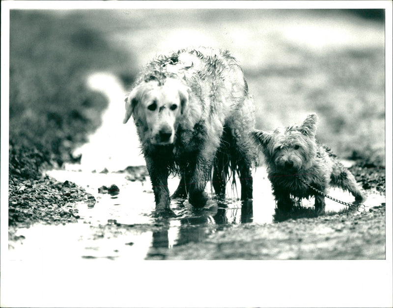 Dogs - Vintage Photograph